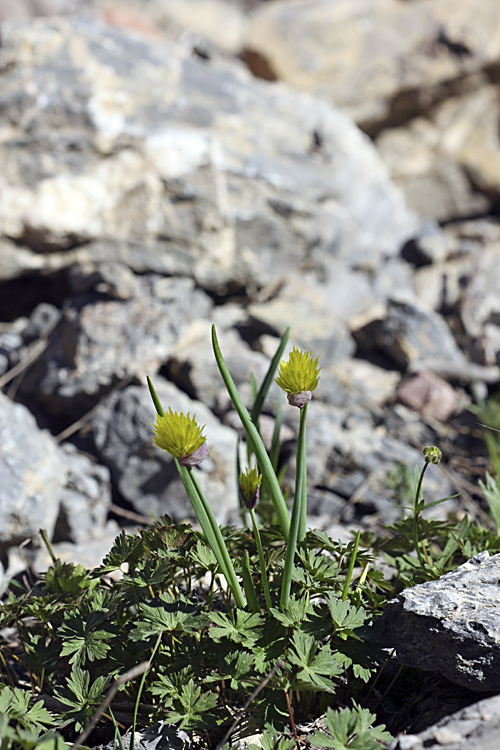 Изображение особи Allium fedtschenkoanum.