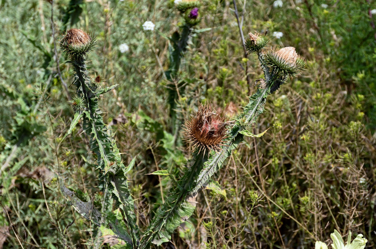 Image of Onopordum acanthium specimen.