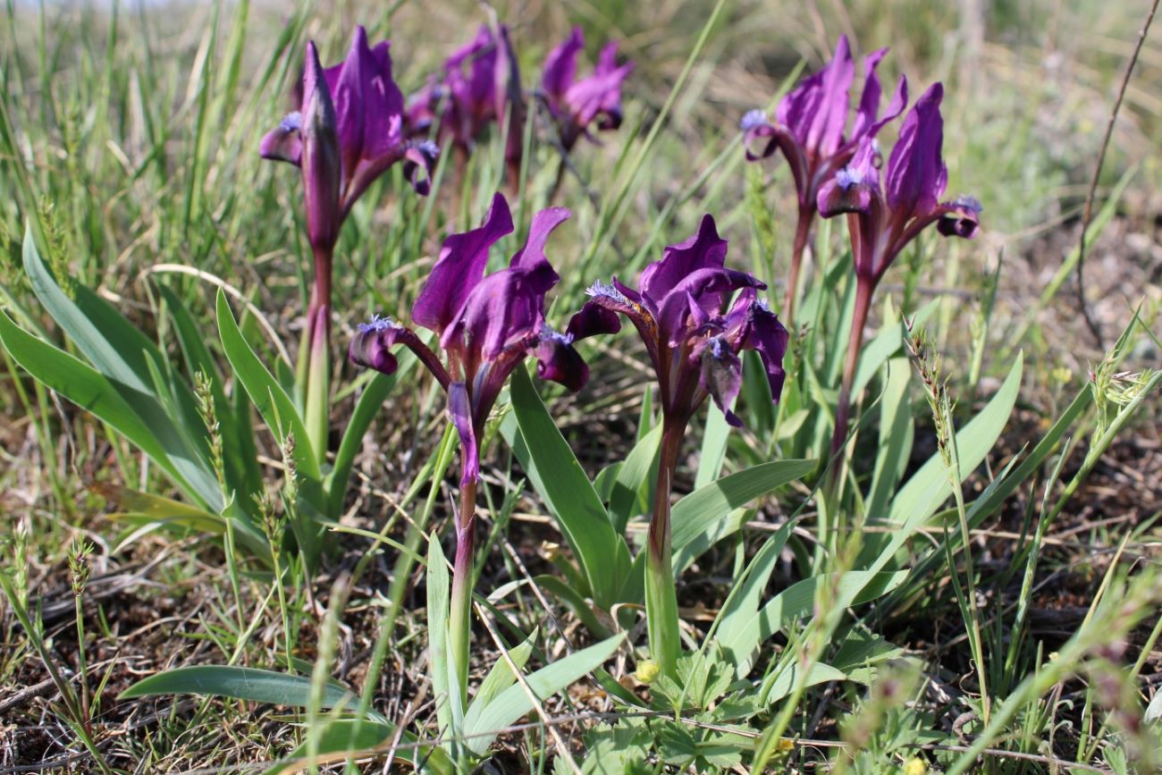 Image of Iris pumila specimen.