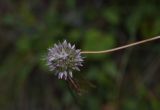 genus Allium. Соцветие. Чечня, Шаройский р-н, бассейн р. Цесиахк, долина левого притока чуть ниже водопада. 10 августа 2023 г.