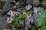 Cardamine macrophylla. Соцветия. Красноярский край, Таймырский Долгано-Ненецкий р-н, плато Путорана, водопад Брат, каменистый берег реки. 24.07.2023.