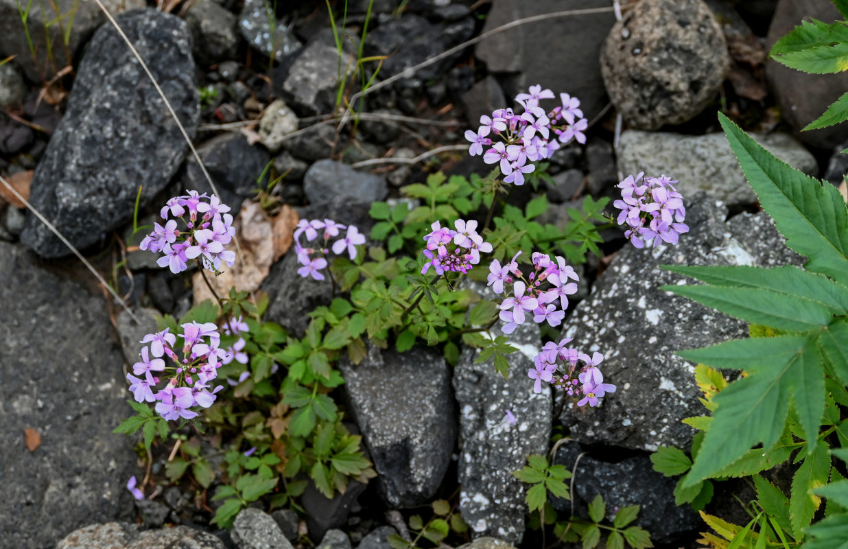 Изображение особи Cardamine macrophylla.