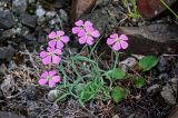 Dianthus repens. Цветущее растение. Красноярский край, Таймырский Долгано-Ненецкий р-н, плато Путорана, водопад Брат, каменистый берег реки. 24.07.2023.