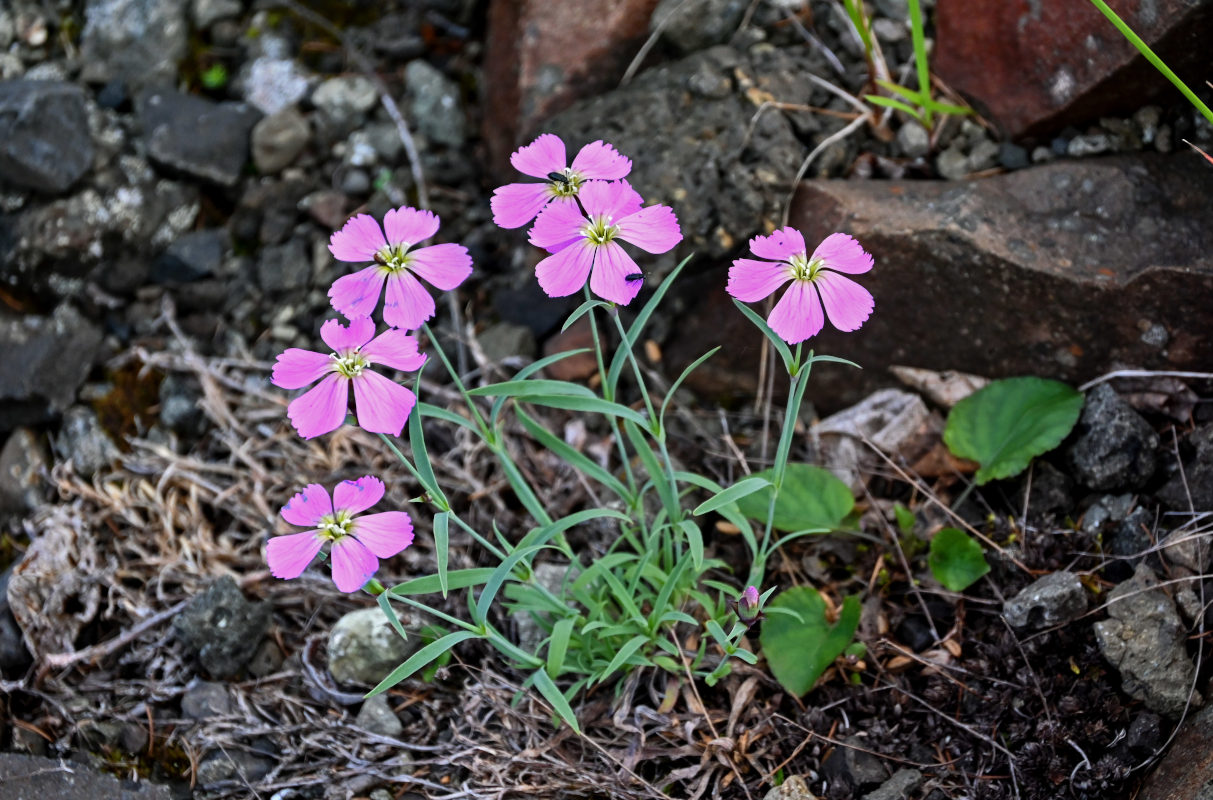 Изображение особи Dianthus repens.