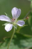 Geranium sibiricum