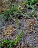 Plantago lanceolata. Цветущее растение. Дагестан, Магарамкентский р-н, окр. с. Приморский, окраина песчаного пляжа. 05.05.2022.