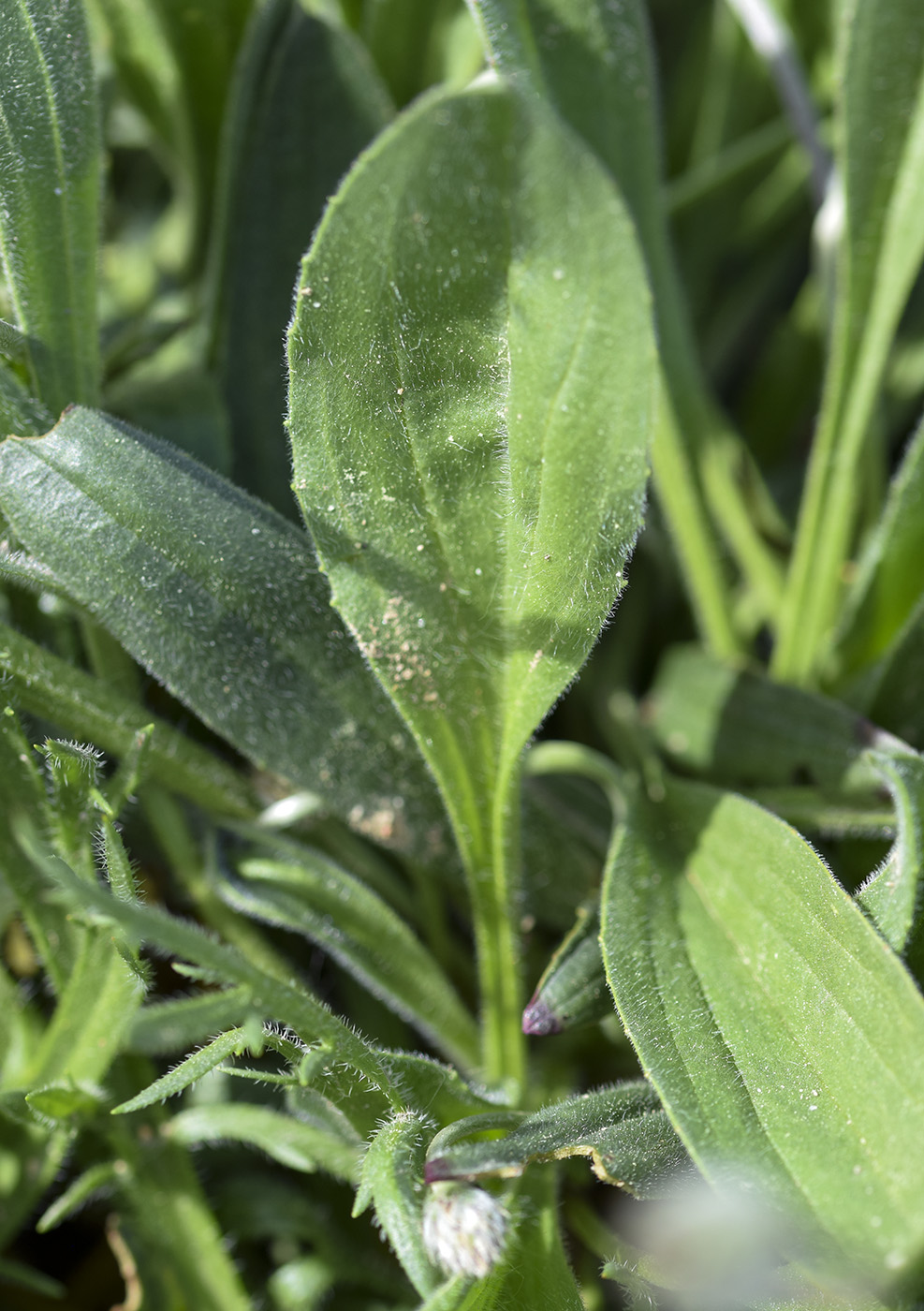 Image of Plantago lagopus specimen.