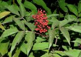 Sambucus racemosa