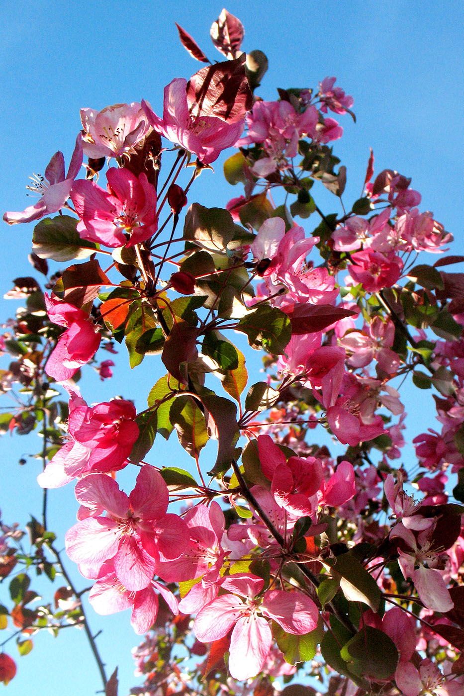 Image of Malus × purpurea specimen.