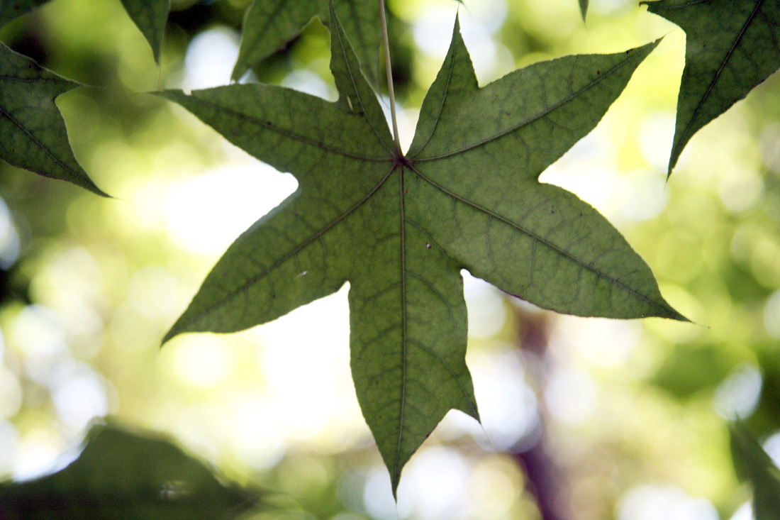 Image of Acer truncatum specimen.