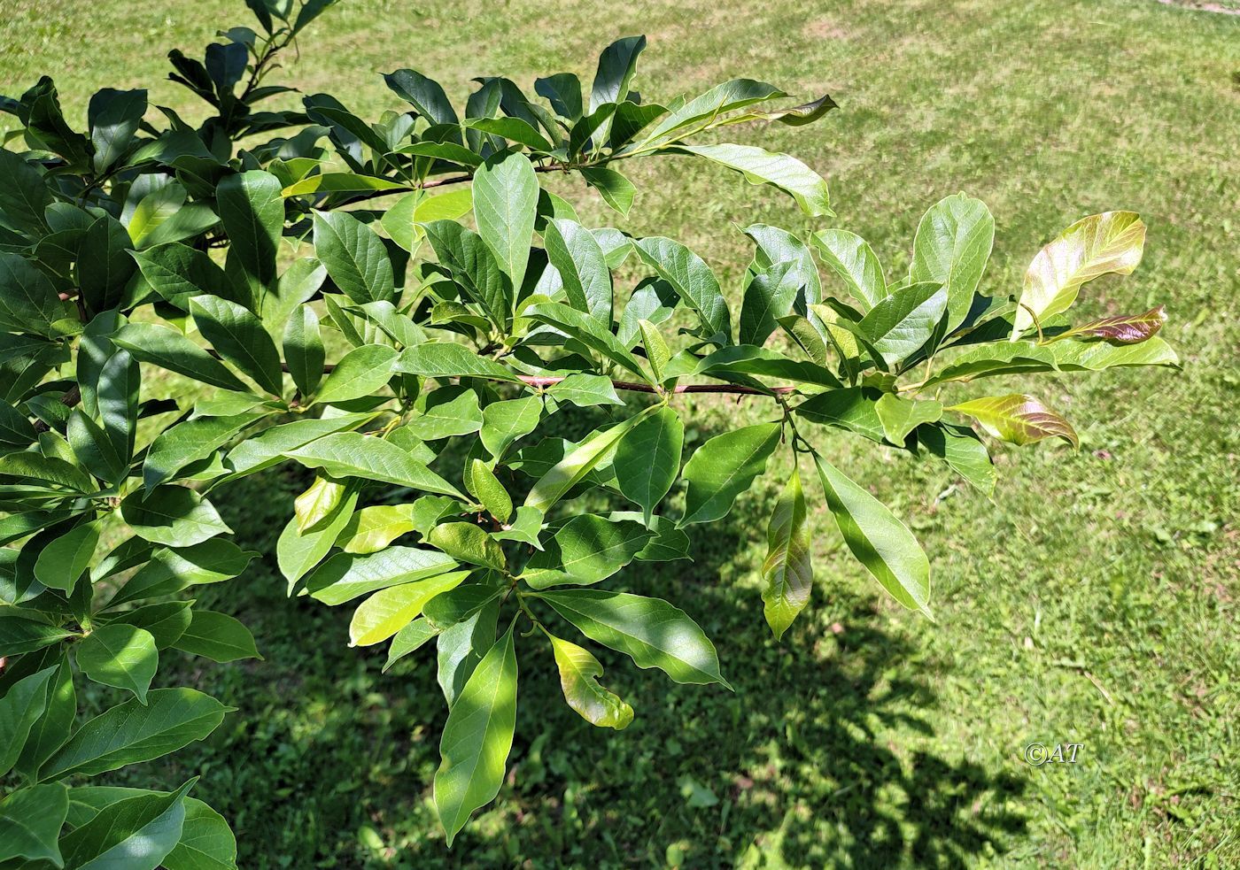 Image of Magnolia kobus specimen.