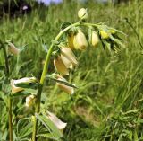 Digitalis grandiflora
