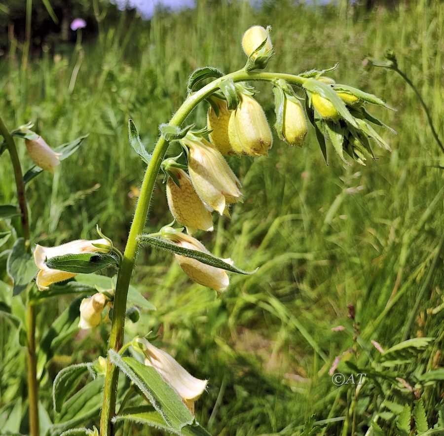 Изображение особи Digitalis grandiflora.