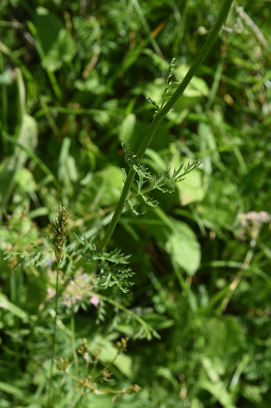Image of Pyrethrum coccineum specimen.