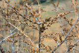 Hippophae rhamnoides