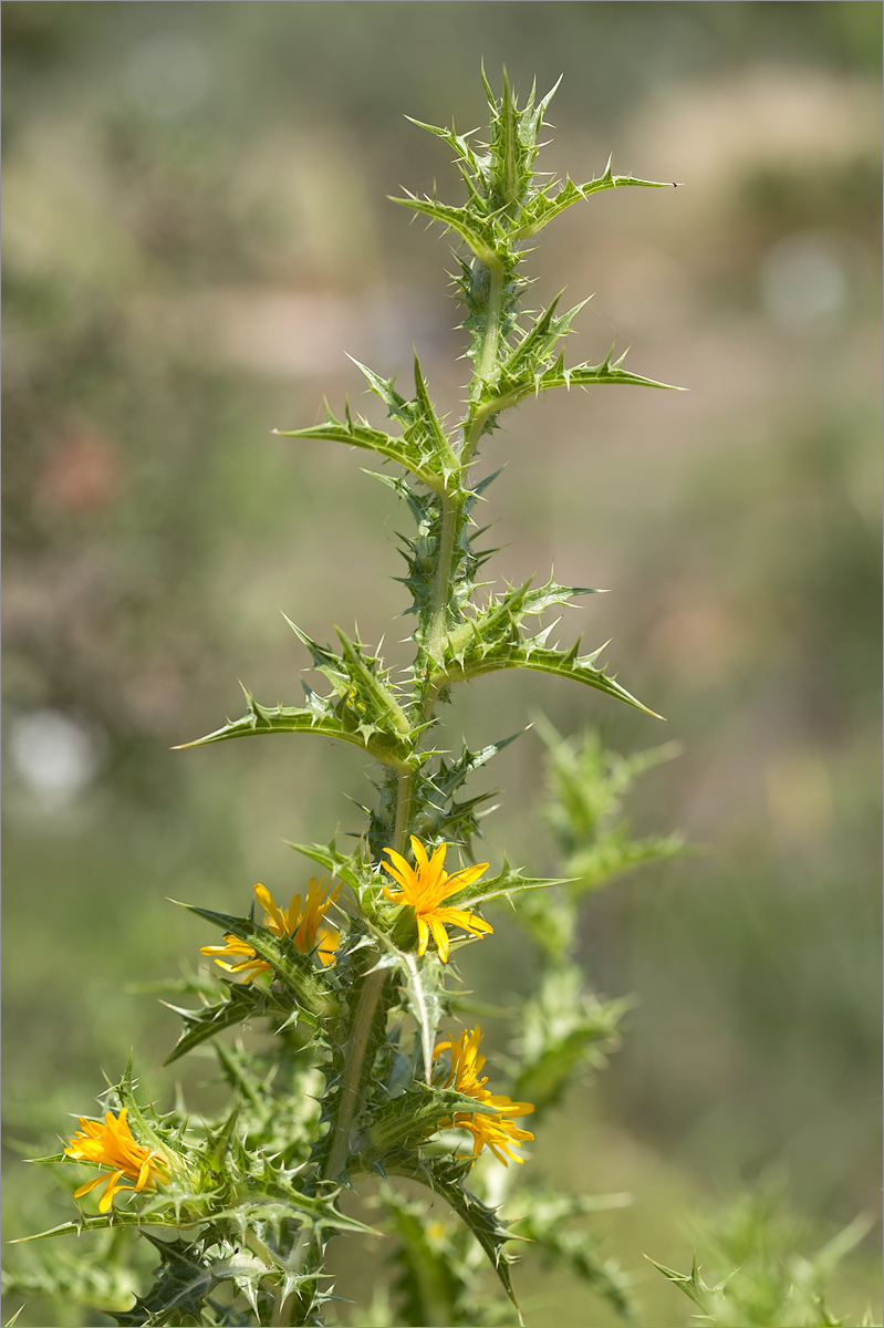 Image of Scolymus hispanicus specimen.