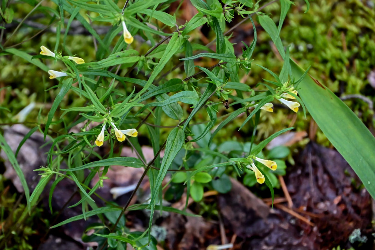 Image of Melampyrum pratense specimen.