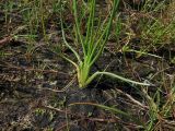 Triglochin palustris
