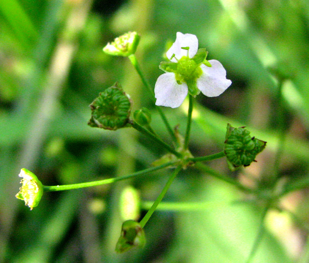 Image of Alisma lanceolatum specimen.