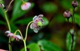Chimaphila umbellata