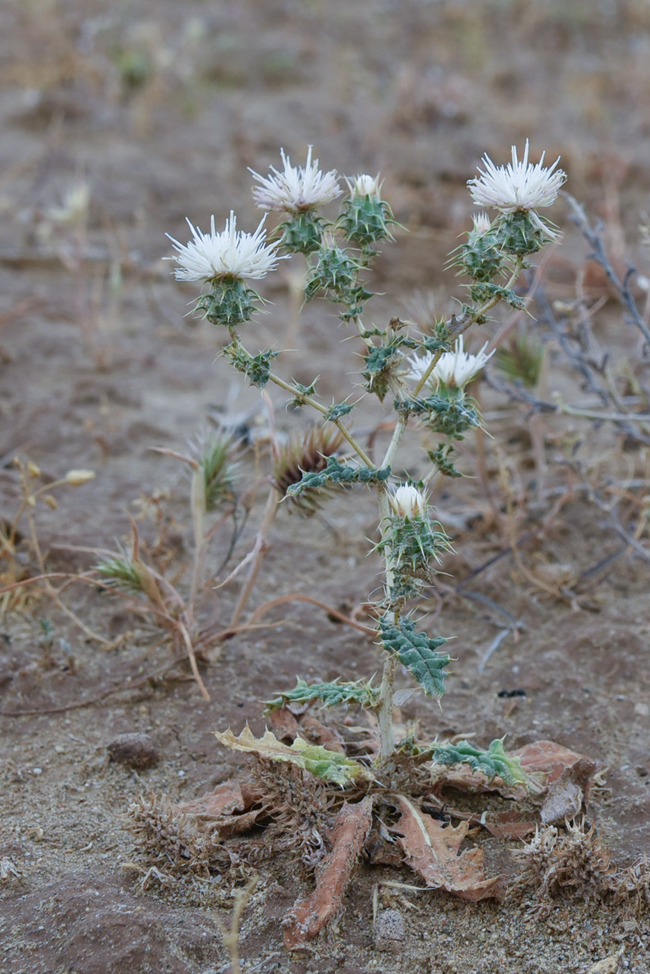 Image of genus Cousinia specimen.