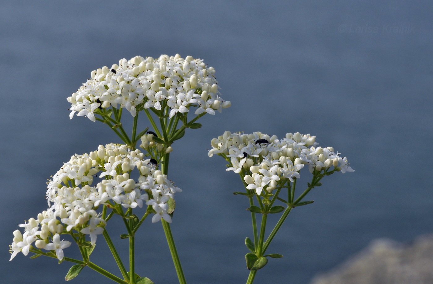 Image of Galium platygalium specimen.