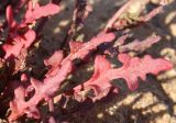 Rumex pictus