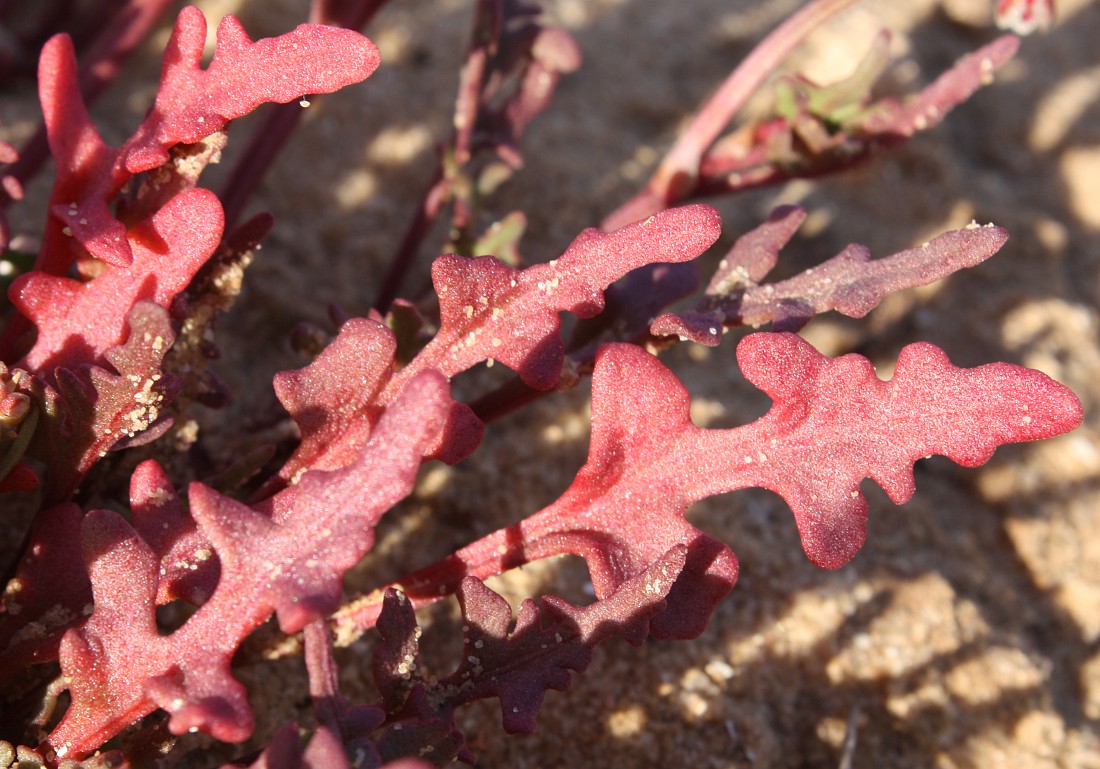 Изображение особи Rumex pictus.