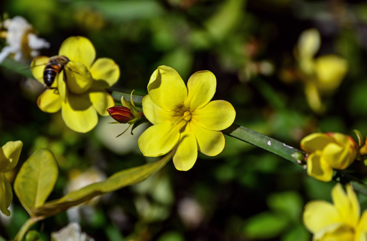 Image of Jasminum mesnyi specimen.