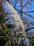 Cortaderia selloana. Соплодие. Краснодарский край, Сочи, Адлерский р-н, парк \"Южные культуры\", в культуре. 09.03.2025.