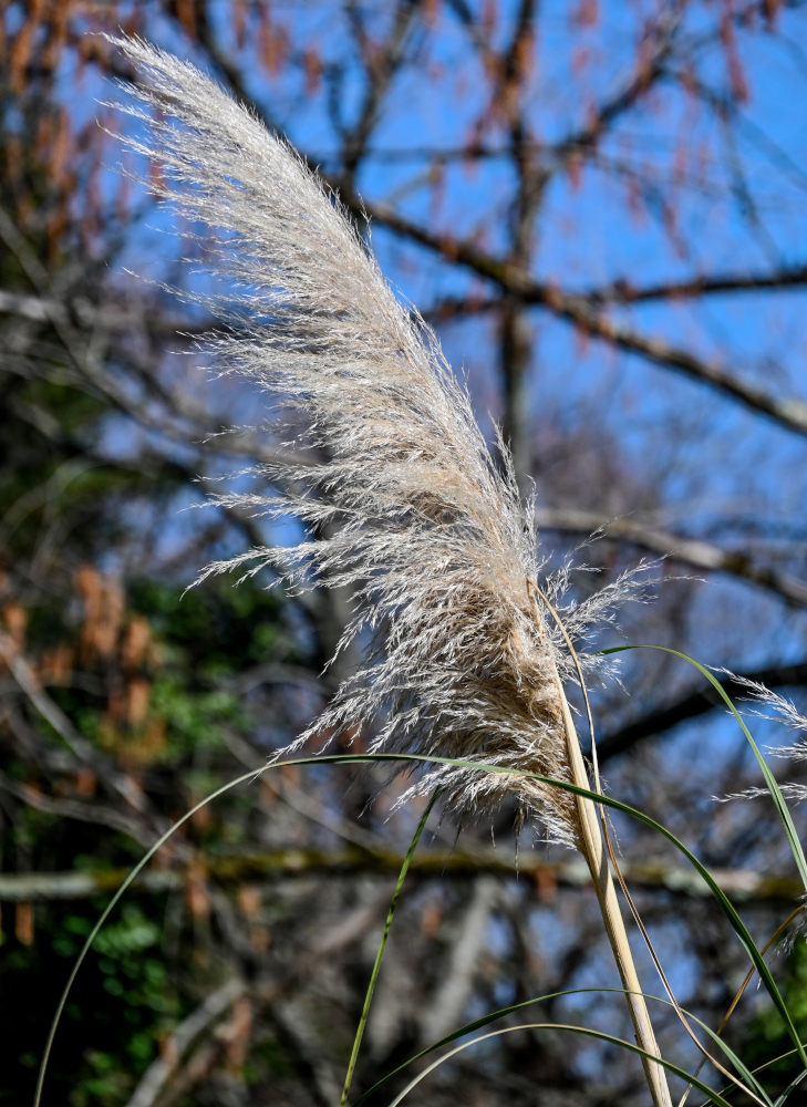 Image of Cortaderia selloana specimen.