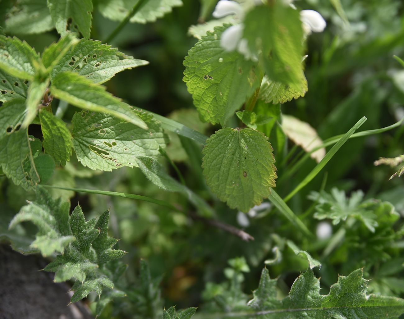 Image of Lamium album specimen.