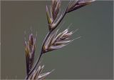 genus Lolium. Соцветия. Московская обл., Раменский р-н, окр. дер. Хрипань, садовый участок. 12.06.2025.