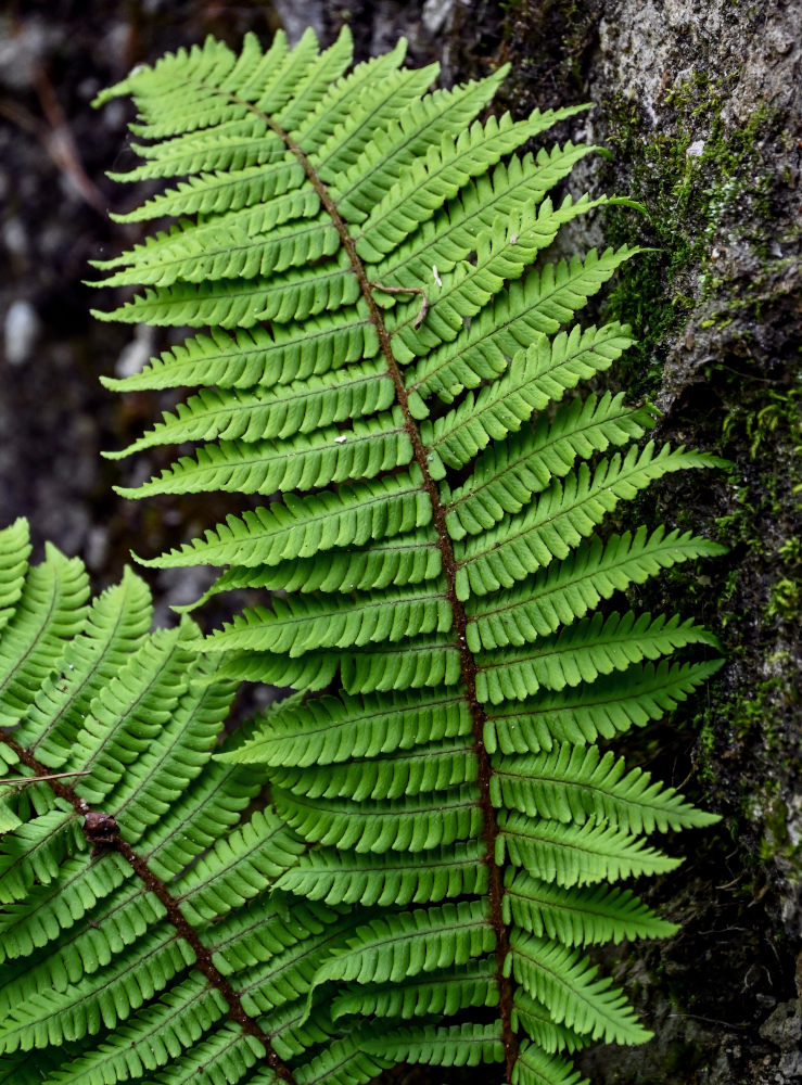 Image of Dryopteris wallichiana specimen.