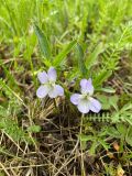 Viola elatior
