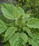 Amaranthus retroflexus