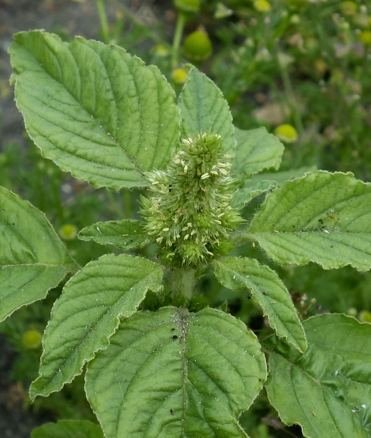 Изображение особи Amaranthus retroflexus.