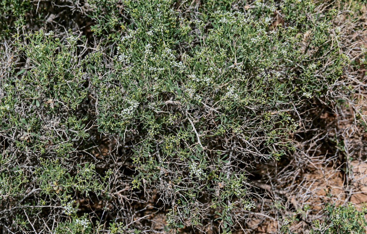 Изображение особи Nitraria sibirica.