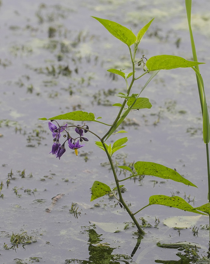 Изображение особи Solanum dulcamara.