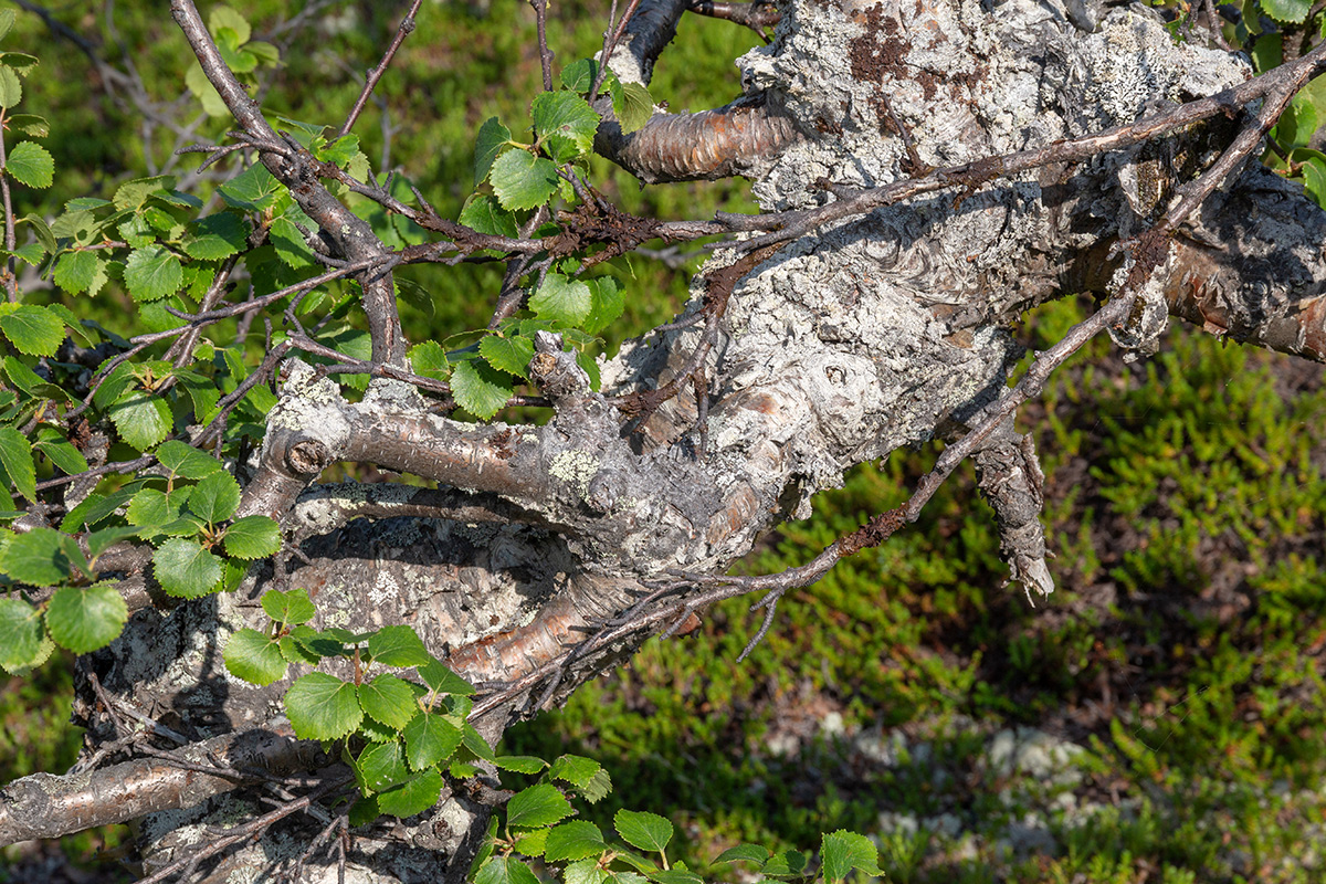 Изображение особи Betula czerepanovii.