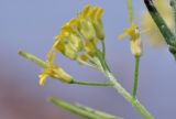 семейство Brassicaceae. Цветки с завязавшимся плодом. Приморский край, Владивостокский ГО, о. Клыкова, задернованная береговая полоса. 16.09.2025.