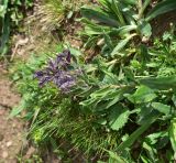 unknown species. Верхушка цветущего растения. Кабардино-Балкария, Эльбрусский р-н, восточный склон г. Чегет, 1 км от кафе \"Ай\" на тропе в сторону оз. Донгуз-Орун, выс. ок. 2700 м н.у.м., альпийский луг. 18 июня 2025 г.