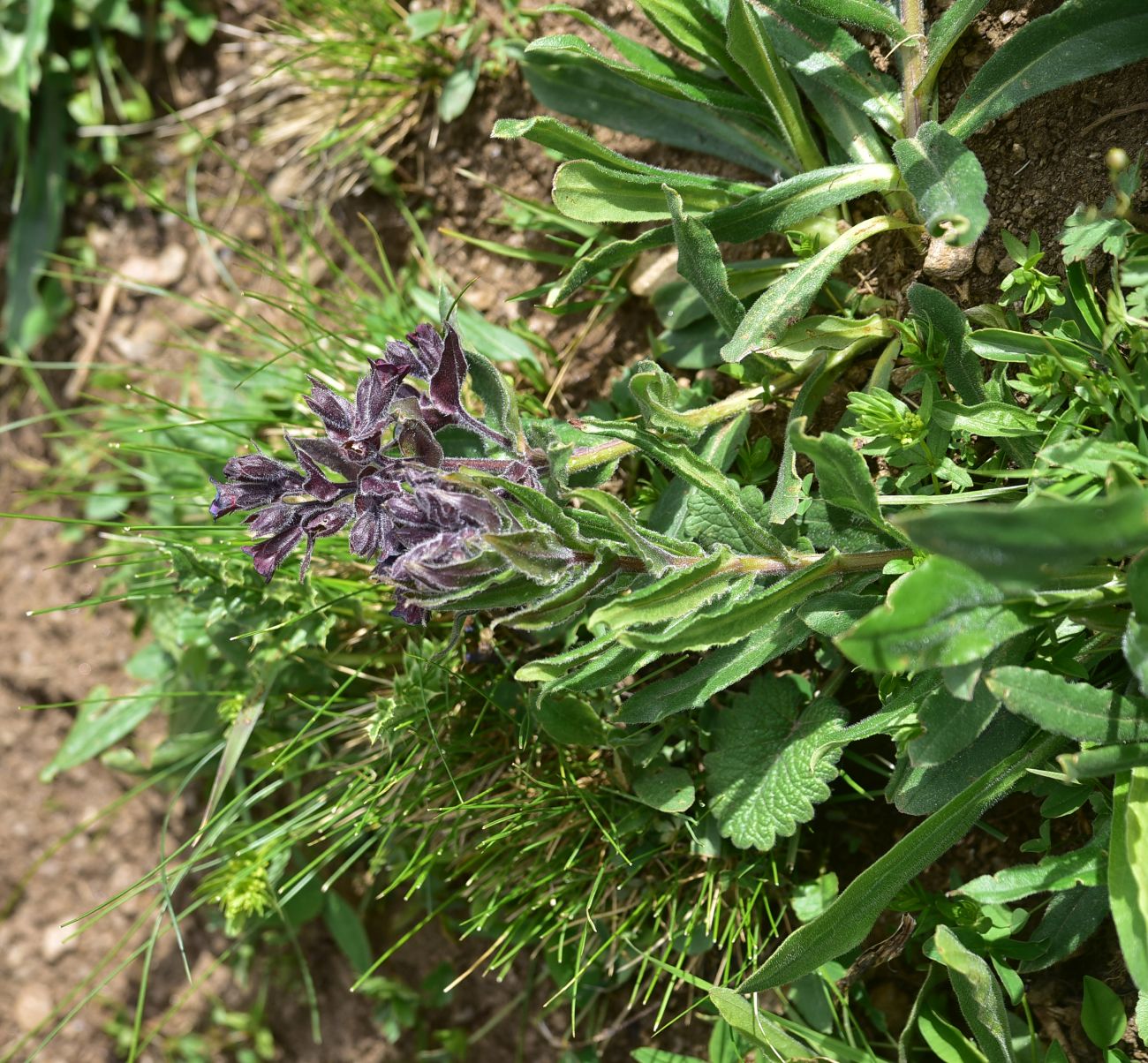 Image of Nonea intermedia specimen.