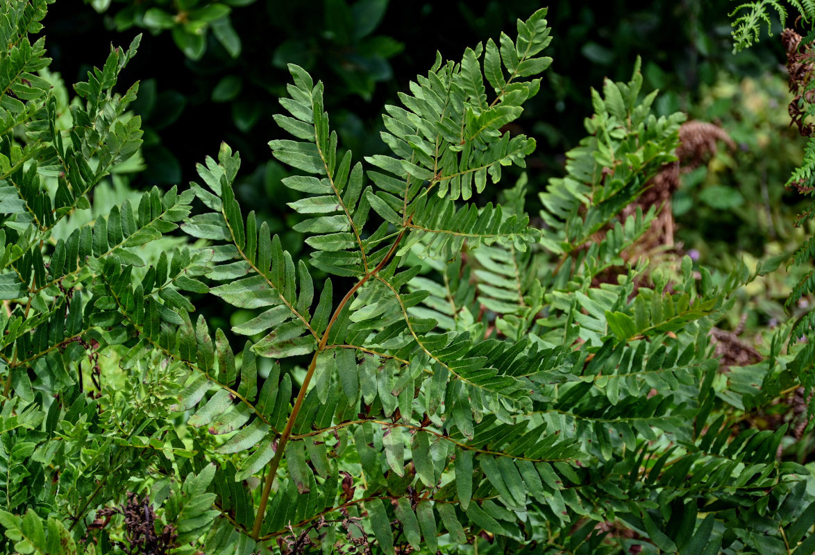 Image of Osmunda japonica specimen.