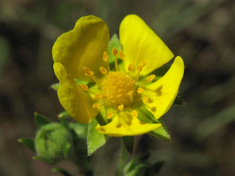 Изображение особи Potentilla argentea.