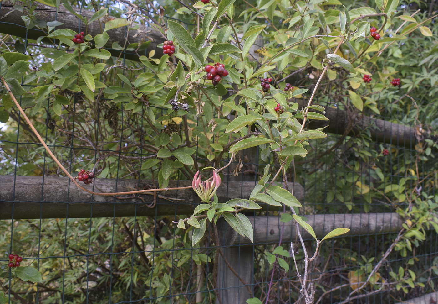 Изображение особи Lonicera periclymenum.