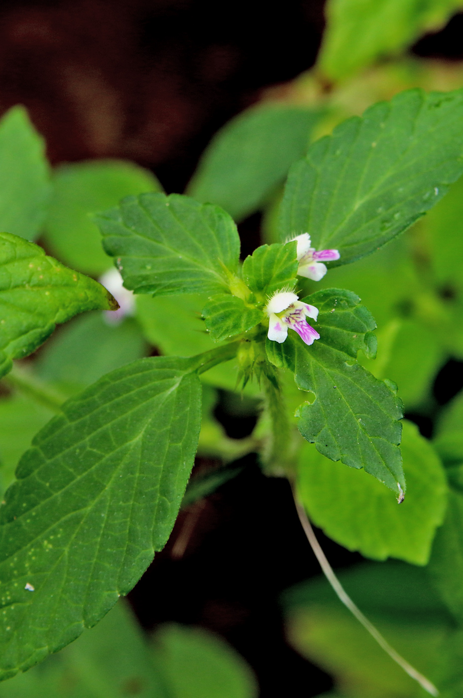 Изображение особи Galeopsis tetrahit.