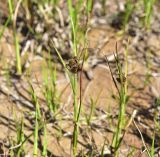 семейство Cyperaceae. Верхушка плодоносящего растения. Кабардино-Балкария, Эльбрусский р-н, зап. часть котловины оз. Донгуз-Орун, заболоченный участок озера. 20 июня 2025 г.