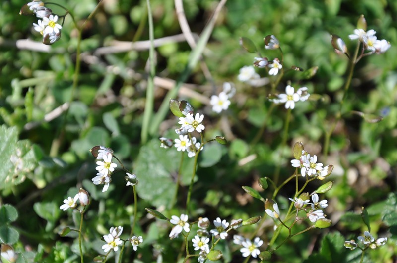 Image of Erophila praecox specimen.