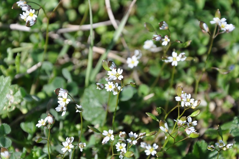 Изображение особи Erophila praecox.